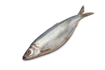 Whole single fresh raw herring