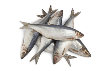 Fresh raw herring