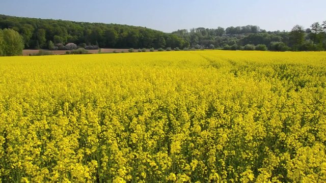 Rapsfeld
