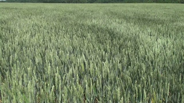 Vent fort sur un champ de bl&eacute; vert