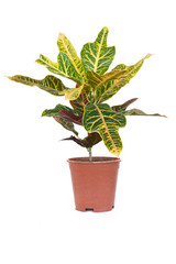 croton da appartamento © spinetta