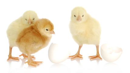 newborn chicks