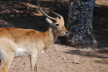antilope