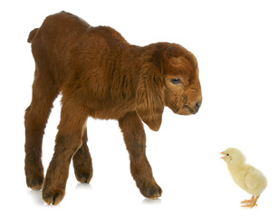 newborn farm animals