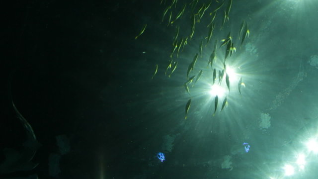 Oceanarium