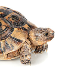 Close up of greek tortoise