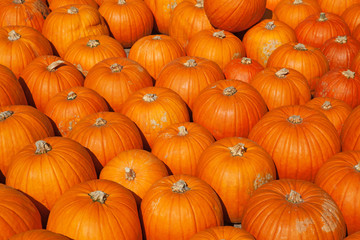 Colorful pumpkins