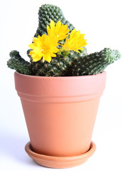 Blooming cactus plant with yellow flowers on white background