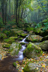 forest brook