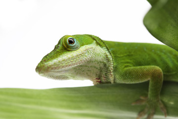 Anole lizard