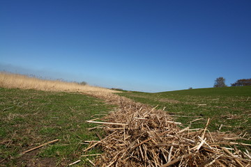 Deich / Reet /Schilf