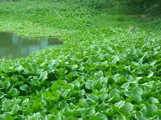 Water Hyacinth on the pond