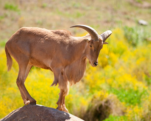 Barbary Sheep
