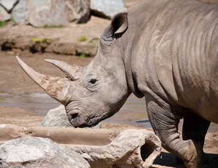Fototapeta premium Rhinoceros