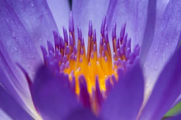 Crédence de cuisine en verre imprimé Nénuphars Close up of purple water lily