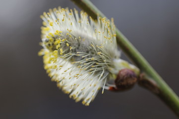Sal-Weidenblüte