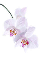 Fototapeta na wymiar pink spotted orchids isolated on white background