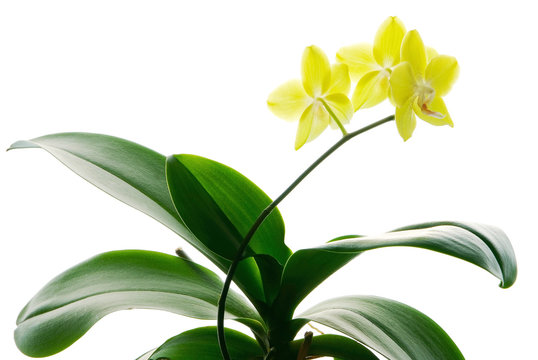 yellow orchids isolated on white background
