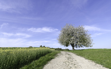 paysage champêtre