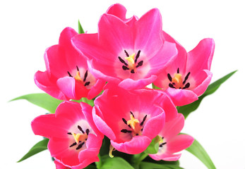 Obraz na płótnie Canvas Bloom Pink Tulips