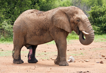 Fototapeta premium Big elephant walking in the bush