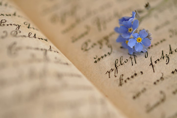 Forget-me-not on Diary