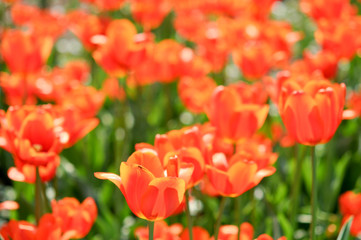 Fototapeta premium Red tulips