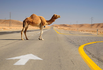 Camel crossing highway in Negev desert. Israel. - obrazy, fototapety, plakaty