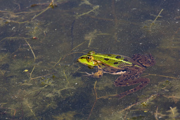 Frog in closeup