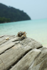 hermit crab, A hermit crab on a wood by the sea.