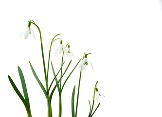 Group of growing snowdrop flowers  isolated on white background