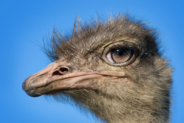 Ostrich head 4