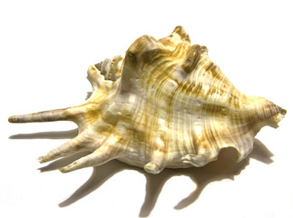 Shell