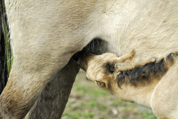 Konik-Wildpferd © schachspieler