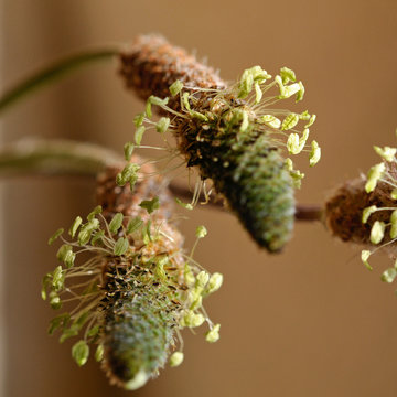 Hampes florales de plantain
