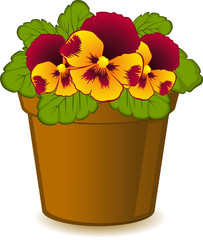 Violet in pot on white background.