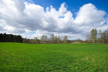 Fresh meadow during the spring