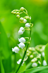 Mayflowers green leafs