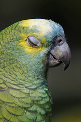 Blaustirnamazone