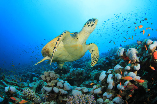 Hawksbill Turtle and Coral Reef with Tropical Fish