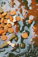 Obraz na płótnie Canvas Dog food in rat trap plate