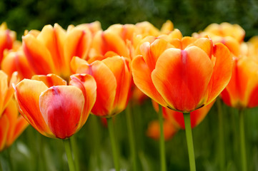 Tulipes