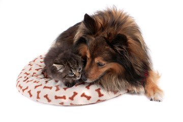 Cat and dog together