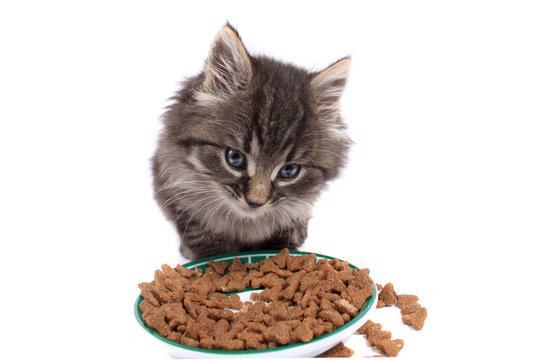 Kitten eating hard food