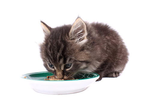 Kitten eating soft food