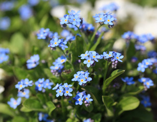 forget me not