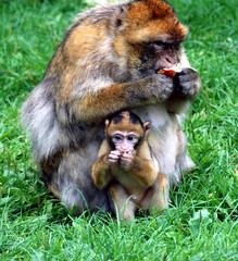 Liebe zwischen Mutter-Berber-Affe und Jungtier