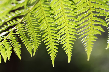 FERN BACKGROUND 02
