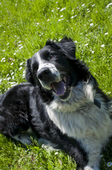 Fototapeta premium black and white dog on green grass