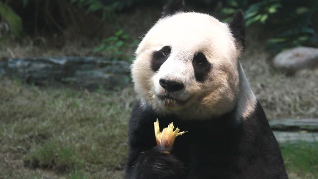 panda